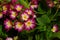 Pink primrose Primula elatior of the `SuperNova Rose Bicolor` variety in the garden on a sunny morning, close-up