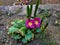 Pink Primroses with Daffodil Shoots