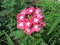 Pink primula auricula