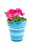 Pink Primula flower in blue pot