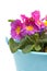 Pink Primula flowers in blue bucket