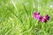 Pink primula in a meadow
