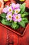 Pink primula with soil on red wooden table
