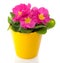 A pink primula in a yellow pot