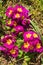 Pink Primulas