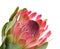 Pink protea