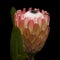 Pink protea flower