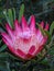 Pink Protea flower, Cape Town, South Africa