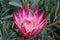 Pink Protea flower, Cape Town, South Africa. Bee buzzes above.