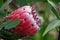 Pink Protea Flower, Hawaii