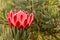 Pink protea flower head in blossom