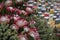 Pink protea flowers, national flower of South Africa, on display at Chelsea Flower Show London