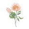 Pink Protea or Sugarbush blooming flowers isolated on white background. Gorgeous detailed drawing of beautiful