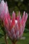 Pink Proteas Flower