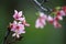 Pink Prunus Campanulata Flower at Park