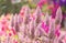 Pink ptilotus joey flowers