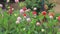 Pink puffy dahlia flowers and orange zinnias