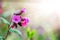 Pink pulmonaria lungwort  on blurred background in sunlight_