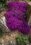 Pink purple Aubrieta plant in rockery