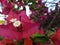 Pink and purple beautiful flowers, macro detailed, violet pink white light pink flowers