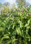 Pink and purple blooming common comfrey plants from close