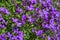 Pink purple blue pillow, Aubrieta-Hybride, blooms in spring, selective focus