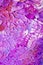 Pink, Purple and Blue Thick Paint Veins Abstract