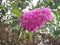 pink and purple bouquets from climbing trees