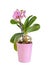 Pink, purple branch orchid flowers, vase, flowerpot, Orchidaceae, Phalaenopsis known as the Moth Orchid, abbreviated Phal.