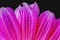 Pink Purple Brushstrokes Dahlia Petals Blooming Macro