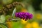 Pink Purple Buddleja Flower in Autumn