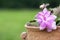 Pink purple cactus flower in old clay pot