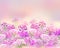 Pink and purple carnation flowers  for  background