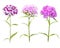 Pink and purple carnation flowers  on white background