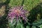 The pink purple chrysanthemums with thin and long petals opened