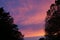 Pink and Purple Clouds between tree silhouettes