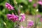 Pink purple columbine Aquilegia formosa . Canadian columbine or aquilegia beautiful wild flower of western