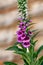 Pink purple common foxglove Digitalis purpurea fairy fingers in summer cottage garden