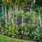 Pink and purple common foxgloves growing and flowering in a lush green garden at home. Bunch of digitalis purpurea