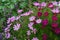 Pink and purple Cosmea flowers