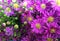 Pink and purple cutter flower/aster ericoides flower