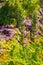 PiNk, purple flower. Acanthus specie. Bearâ€™s breeches From UC Berkeley botanical garden.