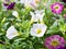 Pink-purple flower Calibrachoa petunia Million bells ,Trailing petunia ,Superbells ,seashore smaller flowers