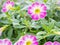 Pink-purple flower Calibrachoa petunia Million bells ,Trailing petunia ,Superbells ,seashore smaller flowers