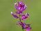 Pink purple flower of Great Milkwort. Polygala major