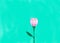 Pink and purple flower with a turquoise background