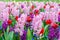 Pink and purple flowering hyacinth bulbs in the garden of Keukenhof, Netherlands.