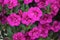 Pink purple flowers background fresh colorful blossom bloom nature floral vibrant life