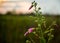 Pink and Purple flowers blowing in breeze