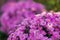 Pink purple flowers, a bouquet, a large bush of chrysanthemums made of daisies